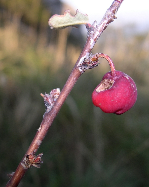 Cotoneaster integerrimus / Cotognastro minore